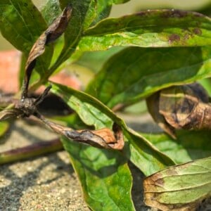 Pfingstrose braune trockene Blätter Botrytis-Grauschimmel