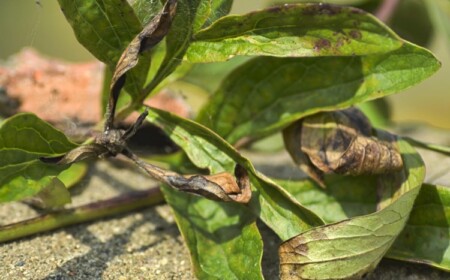 Pfingstrose braune trockene Blätter Botrytis-Grauschimmel