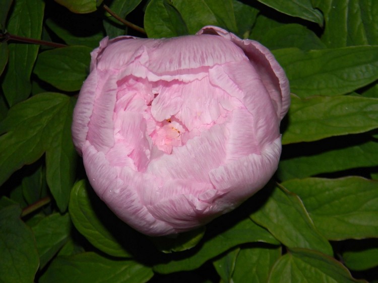Rosa Päonie mit geschlossener Blüten