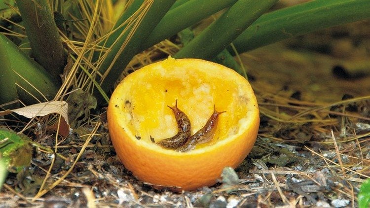 Schnecken vertreiben mit Hausmitteln Zitrusfalle mit Orange