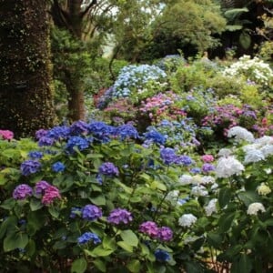 Sträucher unter Bäumen pflanzen Hortensien in lila weiß und blau