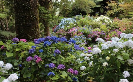Sträucher unter Bäumen pflanzen Hortensien in lila weiß und blau