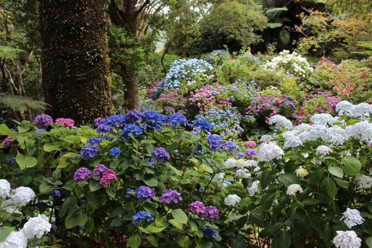 Sträucher unter Bäumen pflanzen Hortensien in lila weiß und blau
