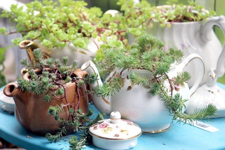 Teekannen mit kriechenden Pflanzen bepflanzen