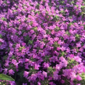 Thymian für Bienenweide pflanzen lila Blüten