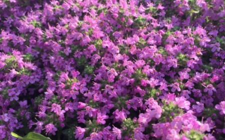 Thymian für Bienenweide pflanzen lila Blüten