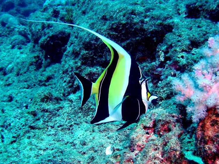 Unterwasserwelt auf Mauritius Korallgarten Reisen