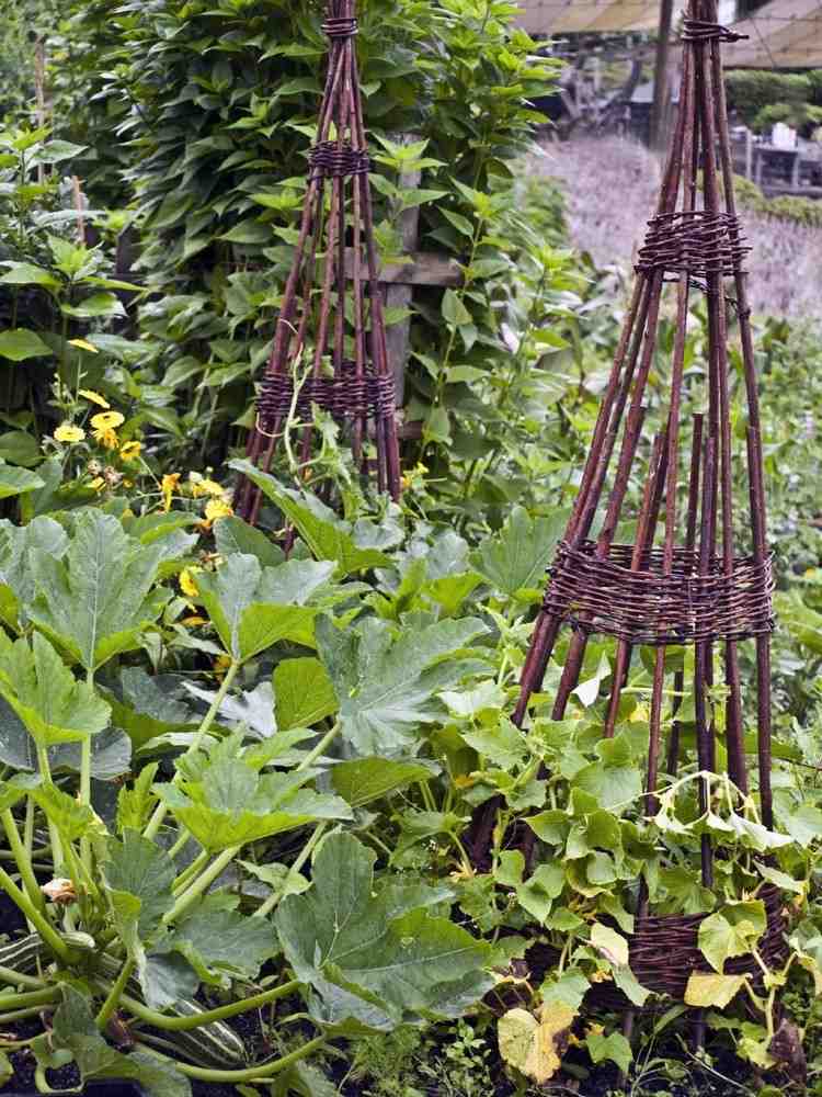 Welche Pflanzen für Mischkultur kombinieren Stangenbohnen und Zucchini