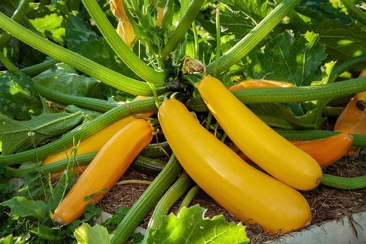 Welche Pflanzen mit Zucchini pflanzen im Gemüsebeet