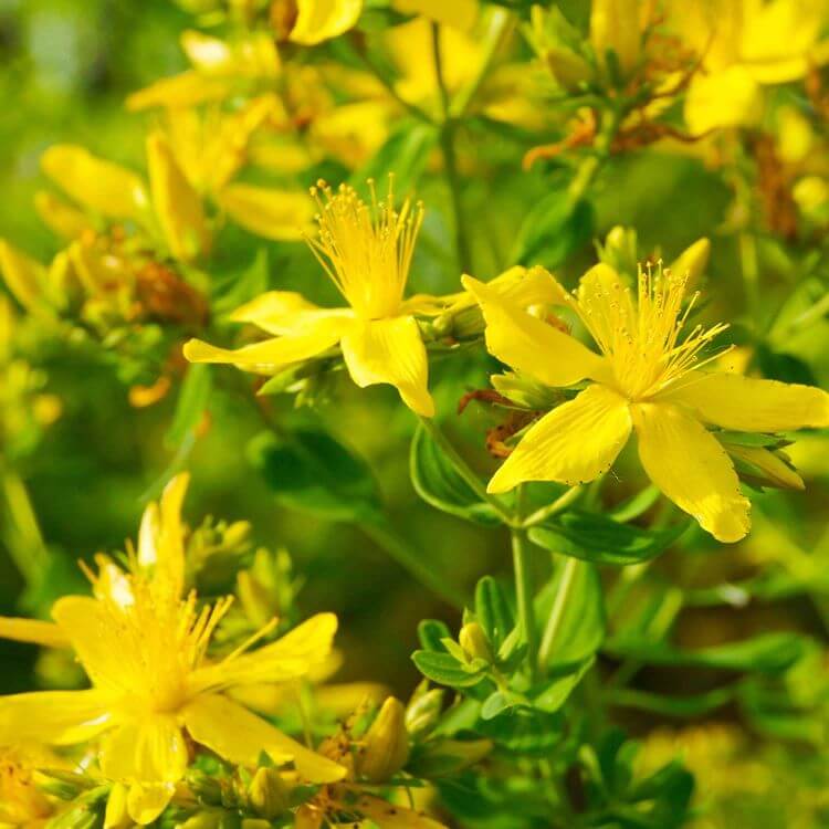 gelb blühende teppichbildende Pflanzen Johanniskraut