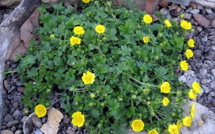 gelb blühender Fingerstrauch Sorte Nana für Steingarten pflanzen