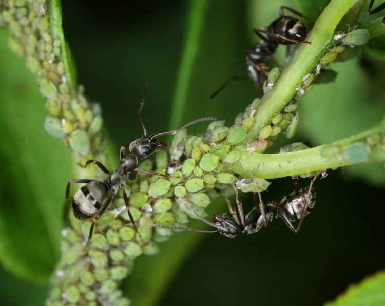 Ameisen helfen nicht gegen die Schädlinge, sondern schützen sie