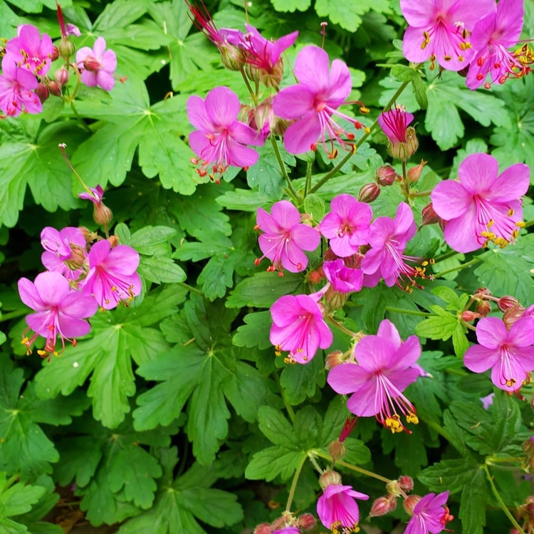 Balkan-Storchschnabel als Balkonblume gegen Stechmücken