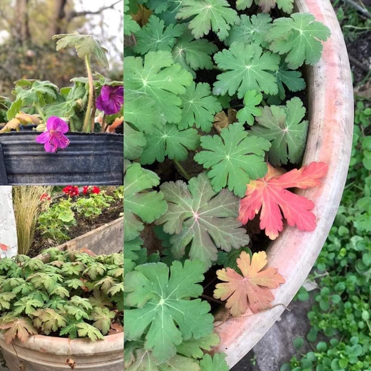 Balkan-Storchschnabel im Kübel mit Herbstfärbung