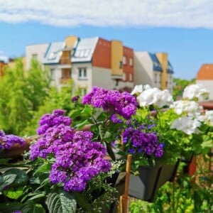 Balkonblumen gegen Mücken im Sommer