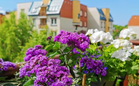 Balkonblumen gegen Mücken im Sommer