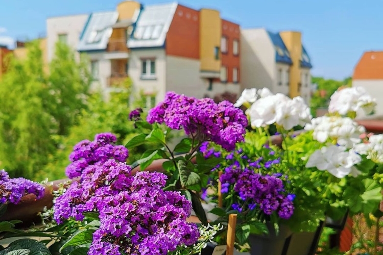 Balkonblumen gegen Mücken im Sommer