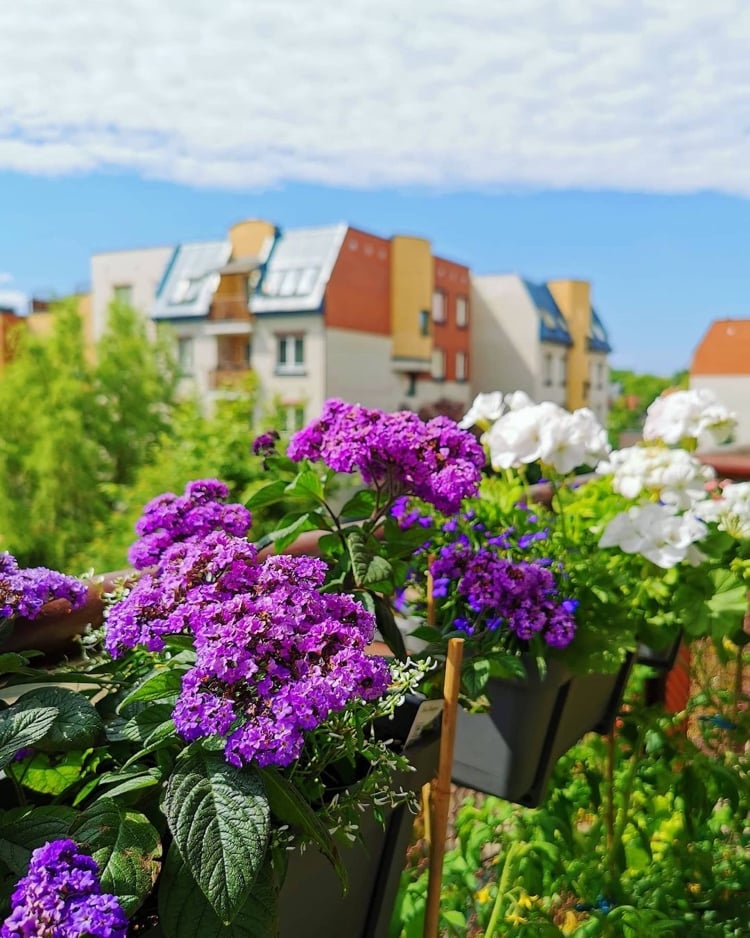 Balkonblumen gegen Mücken im Sommer - Vanilleblume in Balkonkästen