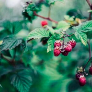 Beerensträucher schneiden Himbeeren im Sommer und Herbst