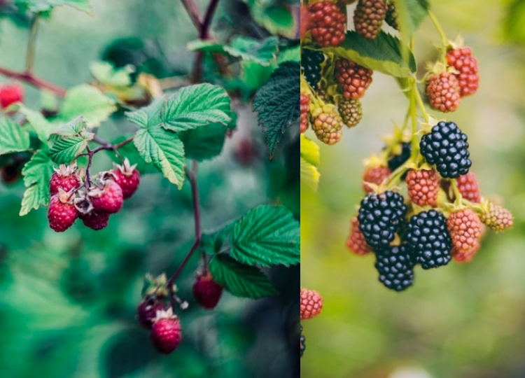 Beerensträucher schneiden Himbeeren und Brombeeren