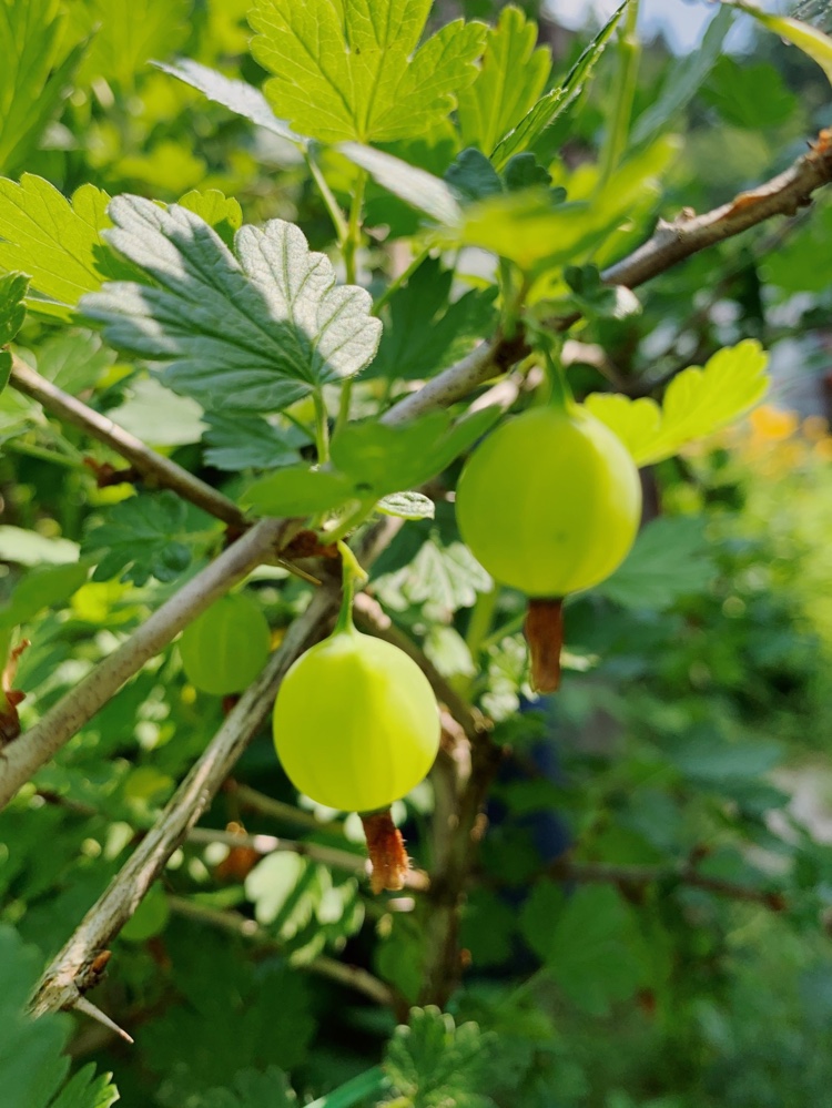 Beerensträucher wie Stachelbeeren schneiden wann und wie