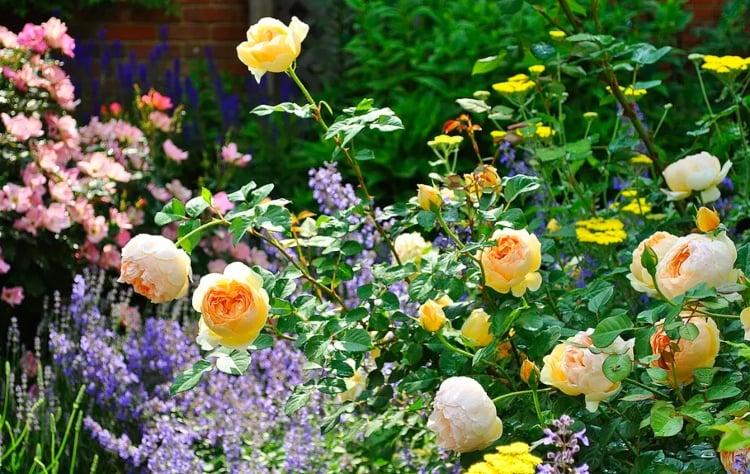 Begleiter für Rosen im Halbschatten Ideen für Blumenbeet