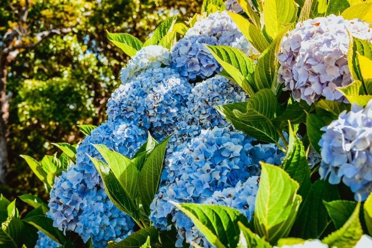 Blaue Hortensien im Spätsommer pflanzen Tipps