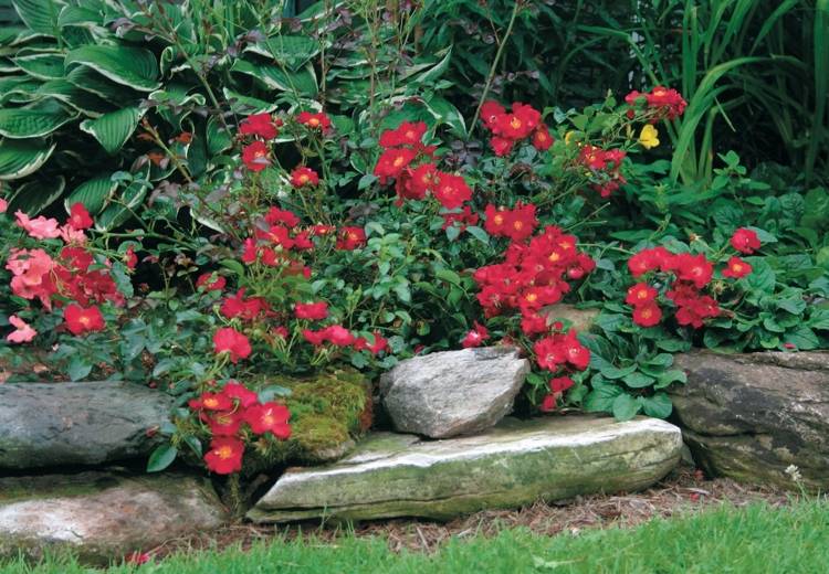 Blühende Bodendeckerrosen mit roten Blüten im Garten am Rasenrand