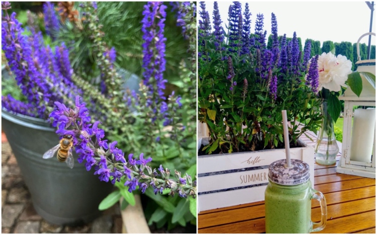 Blüten-Salbei auf dem Balkon bienenfreundlich