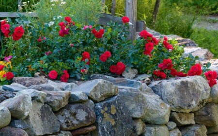 Bodendecker Rosen rote Blüten im Garten