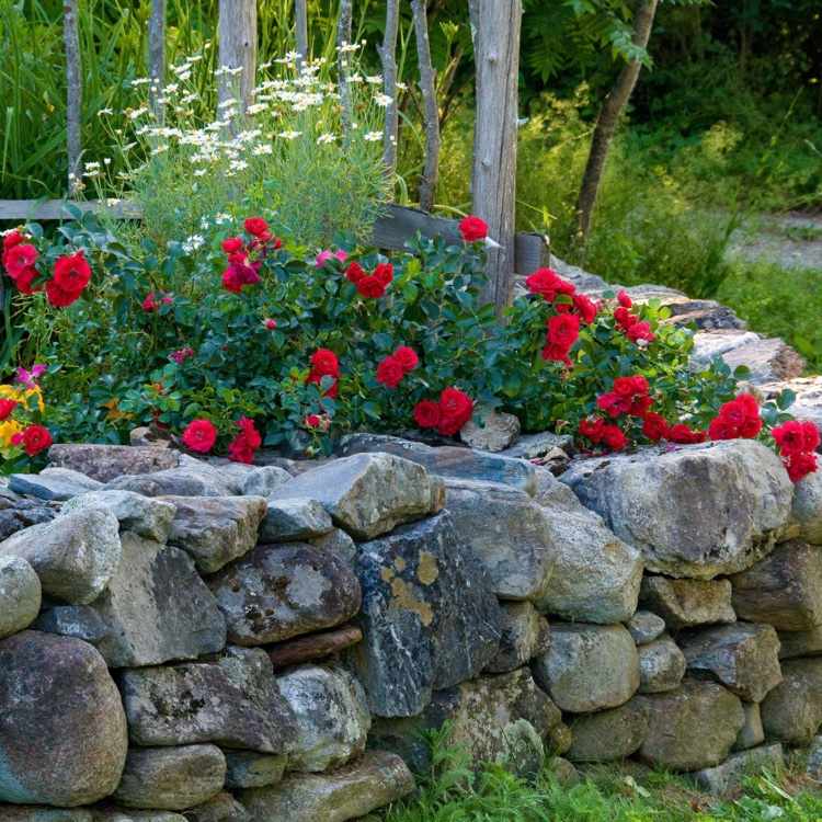 Bodendecker Rosen rote Blüten im Garten