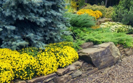 Bodendecker für Vorgarten immergrün und trittfest