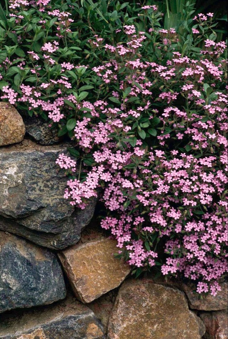 Bodendecker mit rosa Blüten Seifenkraut