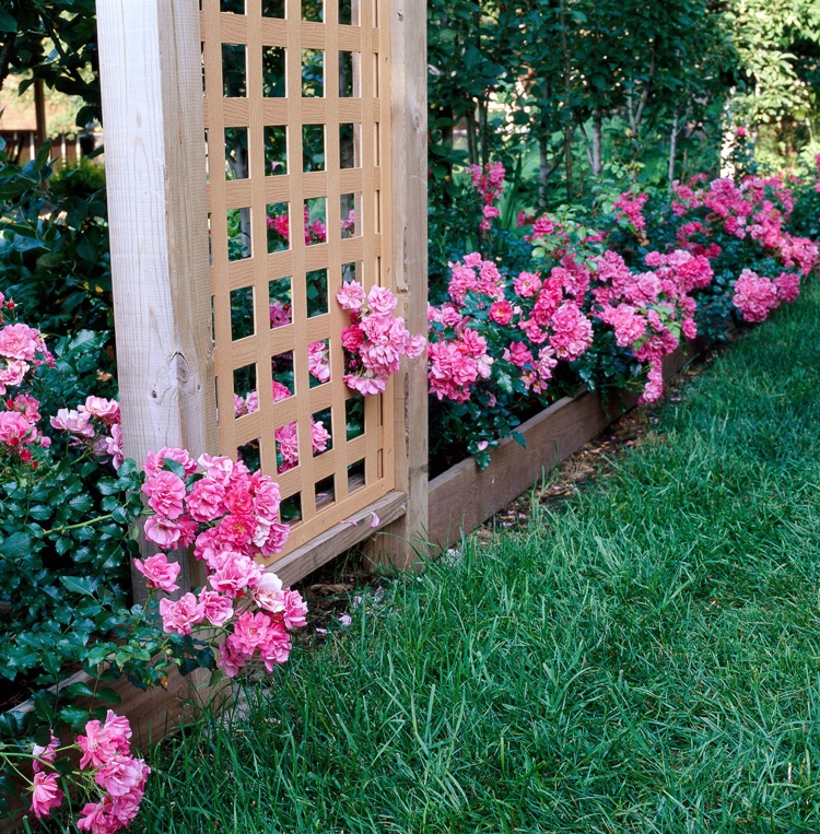 Bodendecker mit rosa Blüten für einen sonnigen Standort Bodendeckerrosen