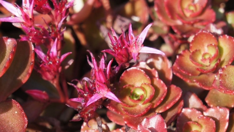 Bodendecker mit rosa Blättern Polster-Fetthenne Sorte Drachenblut