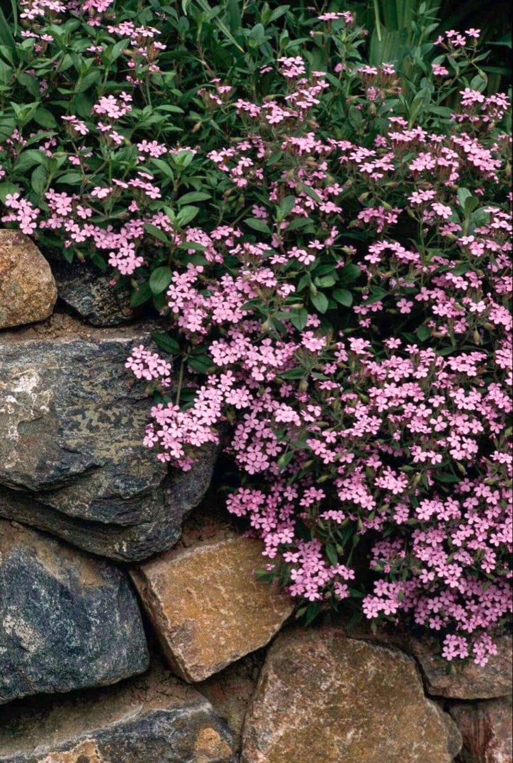 Bodendecker mit rosa Blüten Seifenkraut