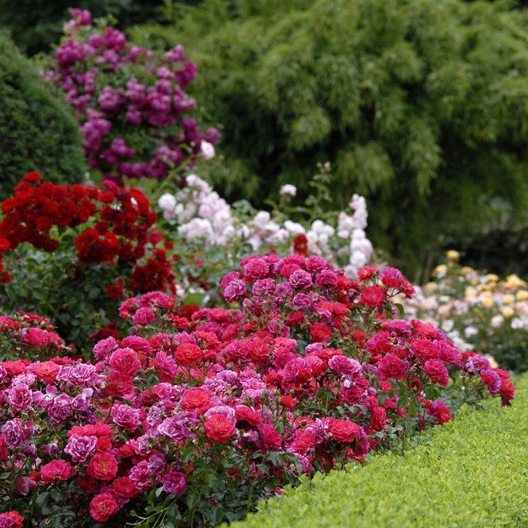 Bodendecker rosa blühend winterharte Bodendeckerrosen für Rasenrand