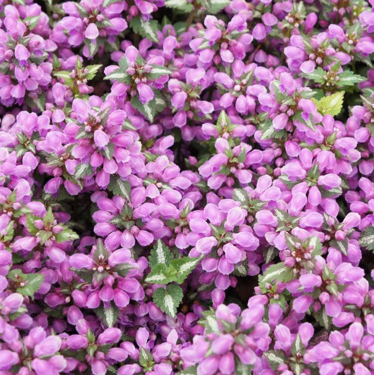 Bodendecker rosa die winterharte Gefleckte Taubnessel ist blühfreudig