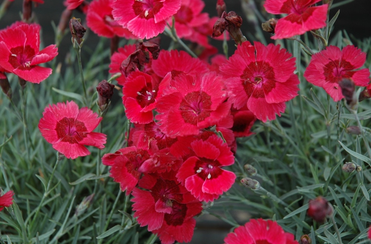 rote Blüten