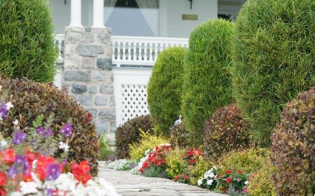 Bodendecker unter Heckenpflanzen Ideen für lichten Schatten