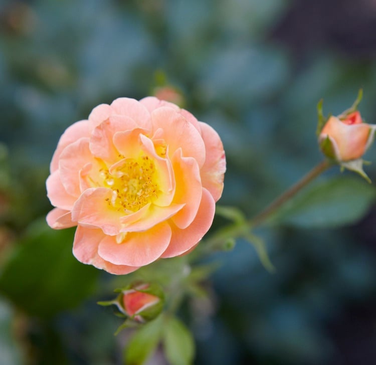 Bodendeckerrose Sorte Amber blüht in rosa und pfirsichfarbe