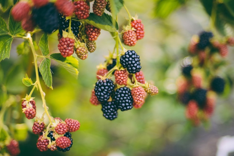 Brombeeren als Beerenstrauch schneiden im Frühling
