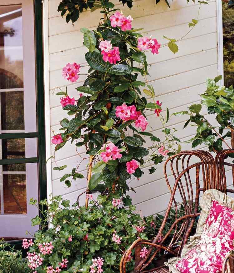 Dipladenia auf dem Balkon Pflege für Mandevilla Blumen