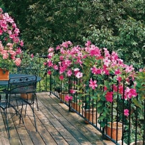 Dipladenia auf dem Balkon pflegen und überwintern