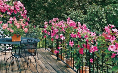 Dipladenia auf dem Balkon pflegen und überwintern