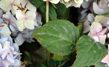 Echte Mehltau bei Hortensie