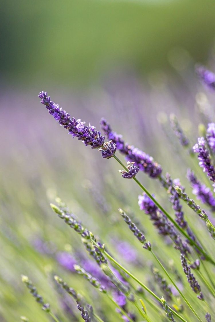 Echter Lavendel schneiden Tipps für Frühling und Sommer