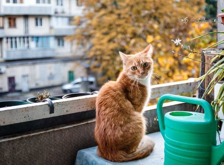 Eine Katze auf dem Balkon kann Tauben fernhalten