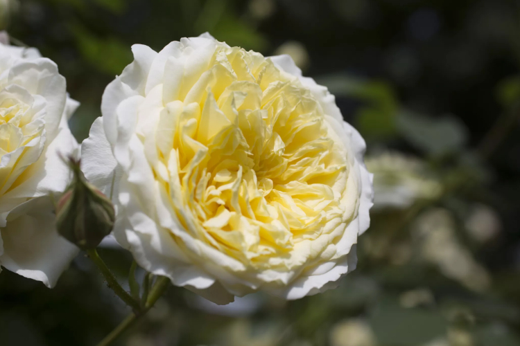 Englische Rosen für Halbschatten welche Sorten eignen sich