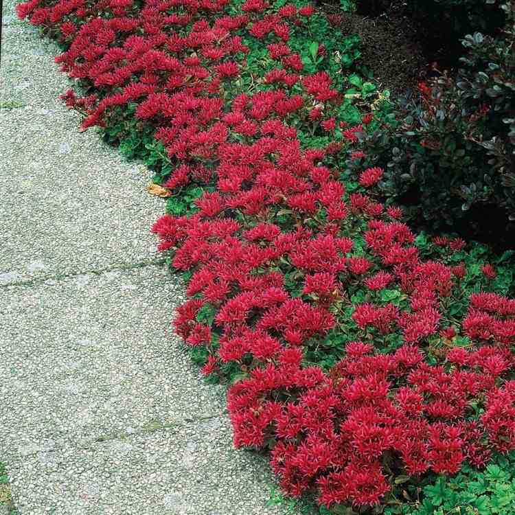 Fetthenne Bodendecker mit roten Blüten als Gartenwegumrandung